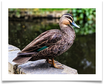 Quack quack - James Leslie